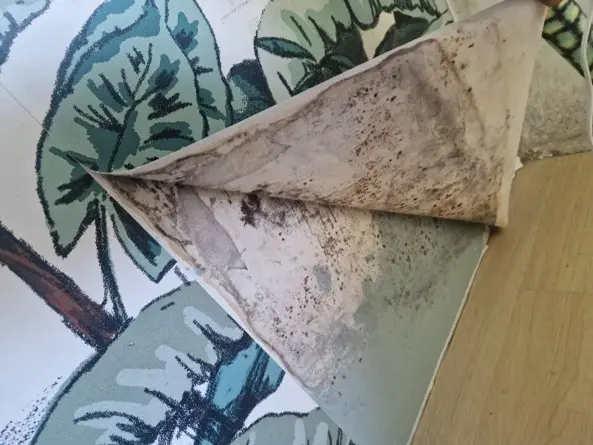 Schimmel achter het behang (kinderkamer)